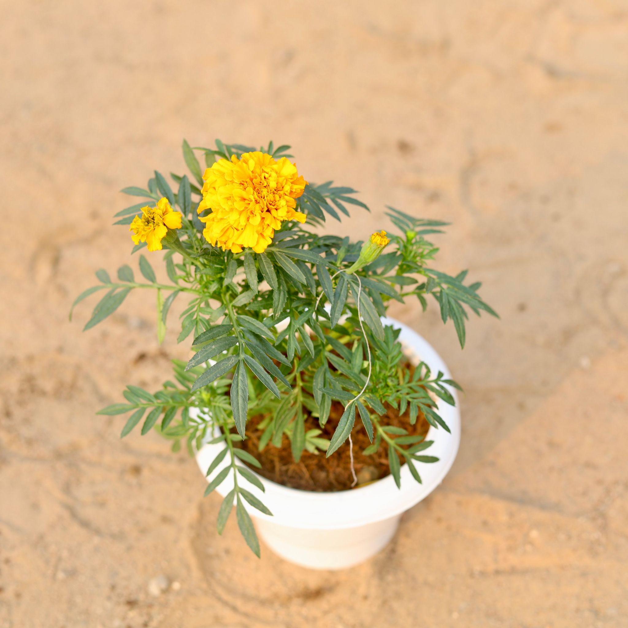 Marigold / Genda Yellow in 6 Inch Classy White Plastic Pot