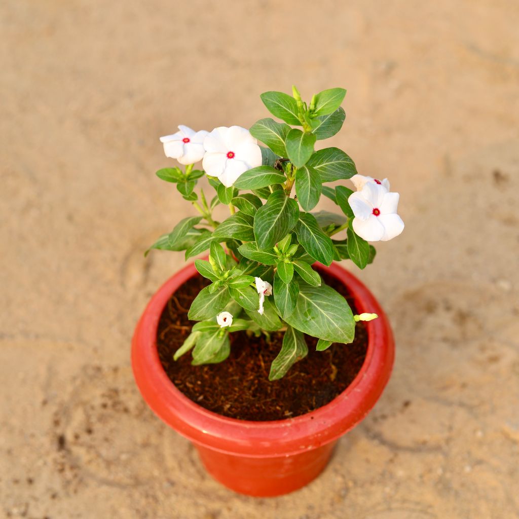 Vinca / Periwinkle / Sadabahar Hybrid (any colour) in 6 Inch Classy Red Plastic Pot