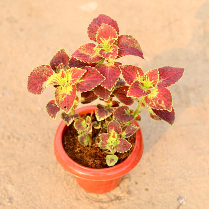 Buy Coleus Brown / Red (any colour) in 6 Inch Classy Red Plastic Pot Online | Urvann.com
