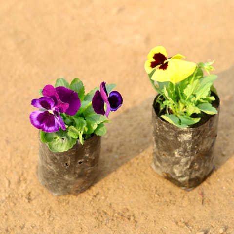Set of 2 - Pansy (any colour) in 4 Inch Nursery Bag