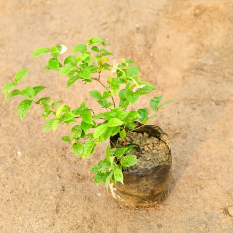 Madhumalti Bel / Rangoon Creeper / Jhumka Bel Dwarf in 6 Inch Nursery Bag