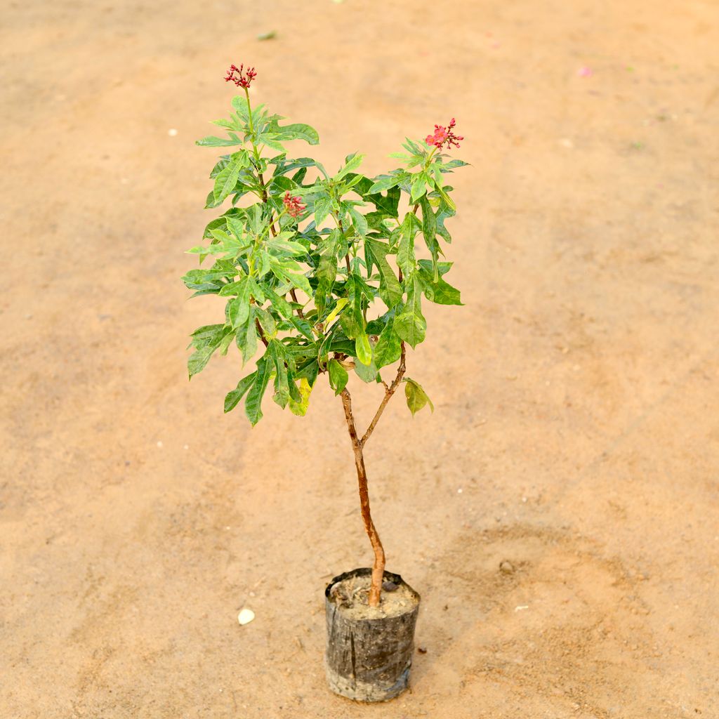 Buy Jatrupa / Sundar Rupa Hybrid in 5 Inch Nursery Bag Online | Urvann.com Jatropha / Sundar Rupa Hybrid all time in 4 Inch Nursery Bag