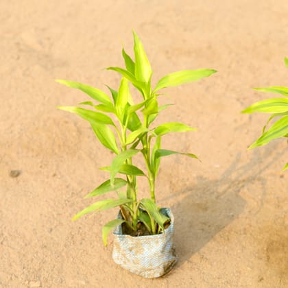 Buy Golden Lucky Bamboo in 5 Inch Nursery Bag Online | Urvann.com