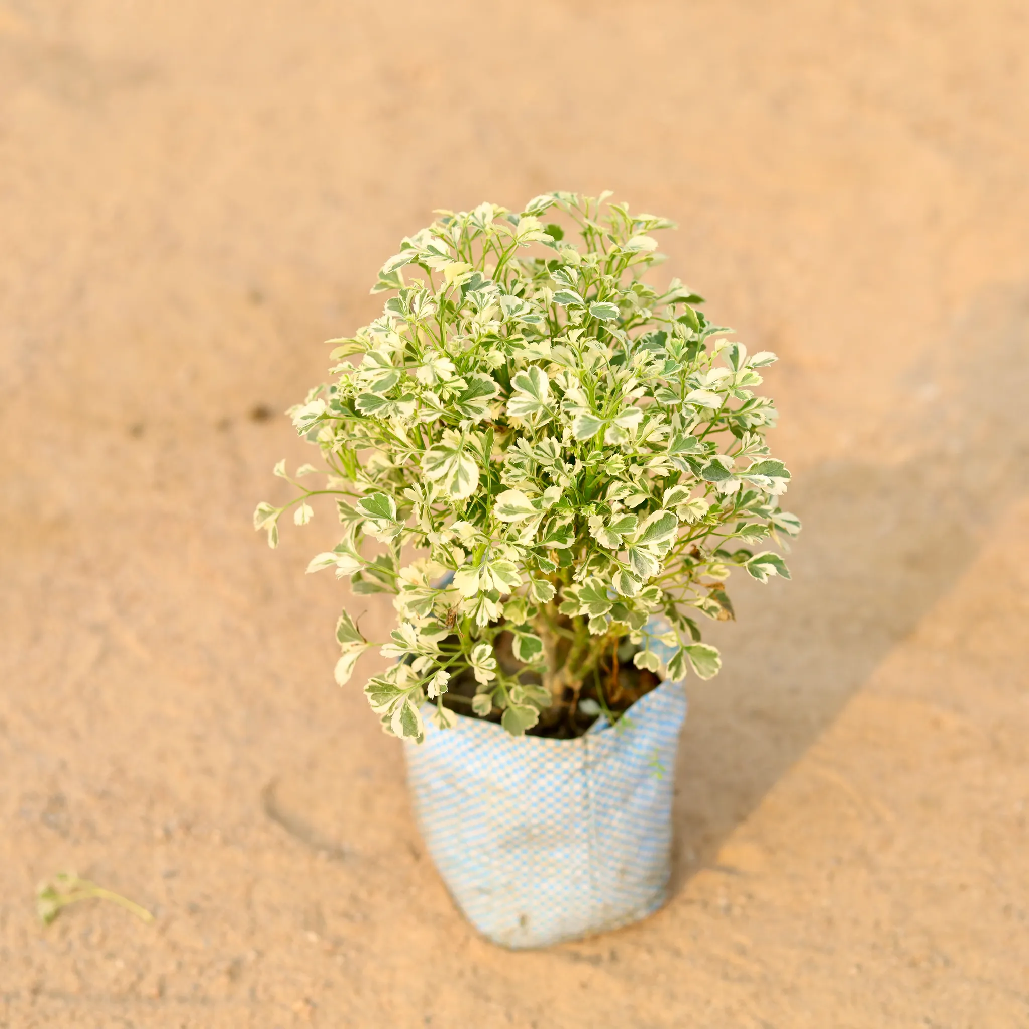 Aralia Variegated Dwarf in 4 Inch Nursery Bag