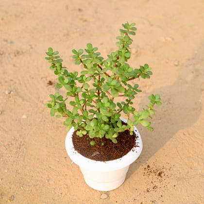 Buy Jade Plant in 6 Inch Classy White Plastic Pot Online | Urvann.com