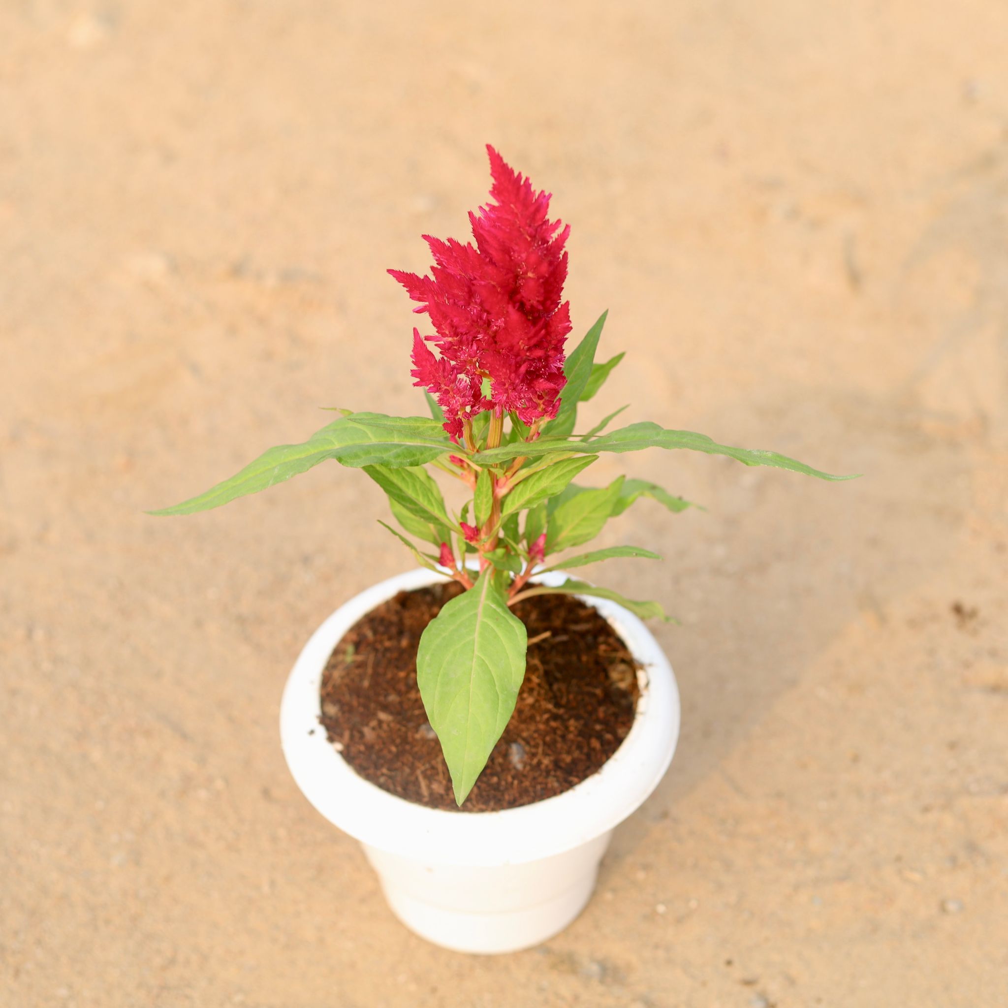 Celosia (any colour) in 6 Inch Classy White Plastic Pot