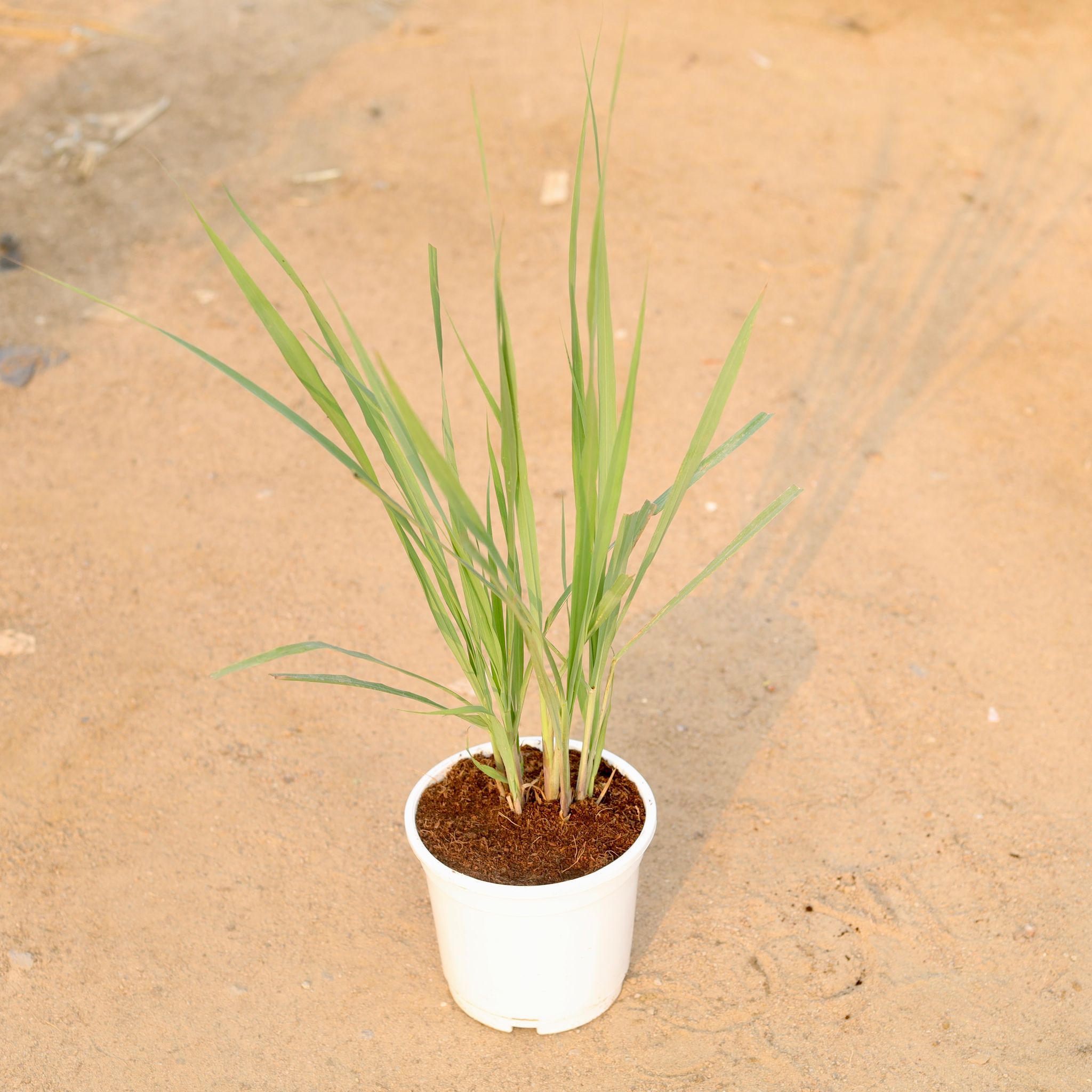 Lemon Grass in 6 Inch White Nursery Pot
