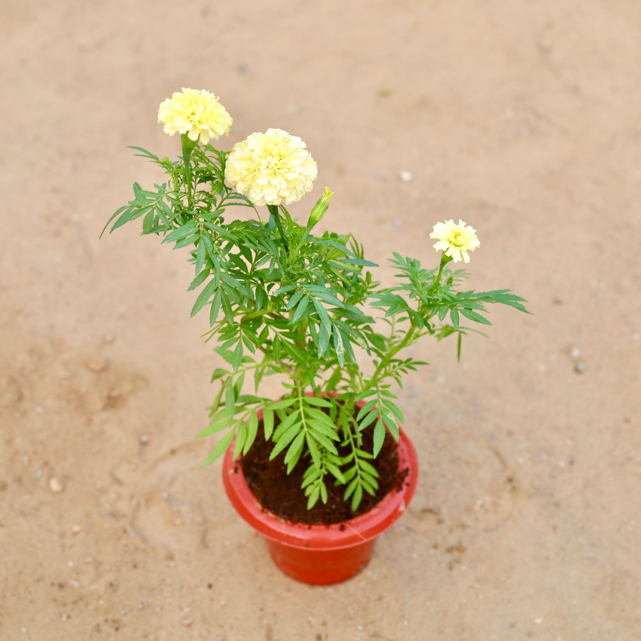 White Marigold / Genda Rare in 6 Inch Classy Red Plastic Pot