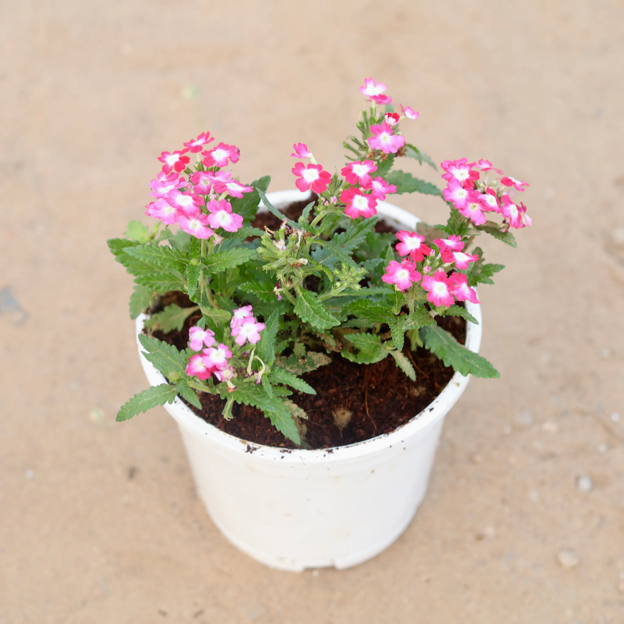 Verbena (any colour) in 6 Inch White Nursery Pot