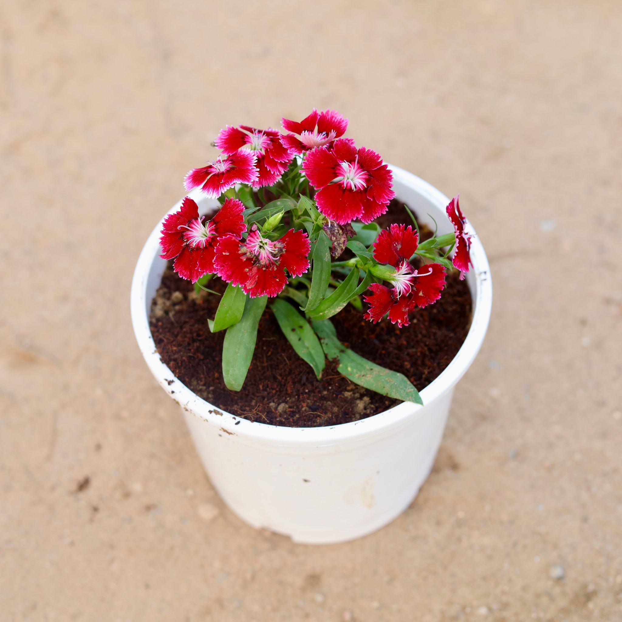 Dianthus (any colour) in 6 Inch White Nursery Pot