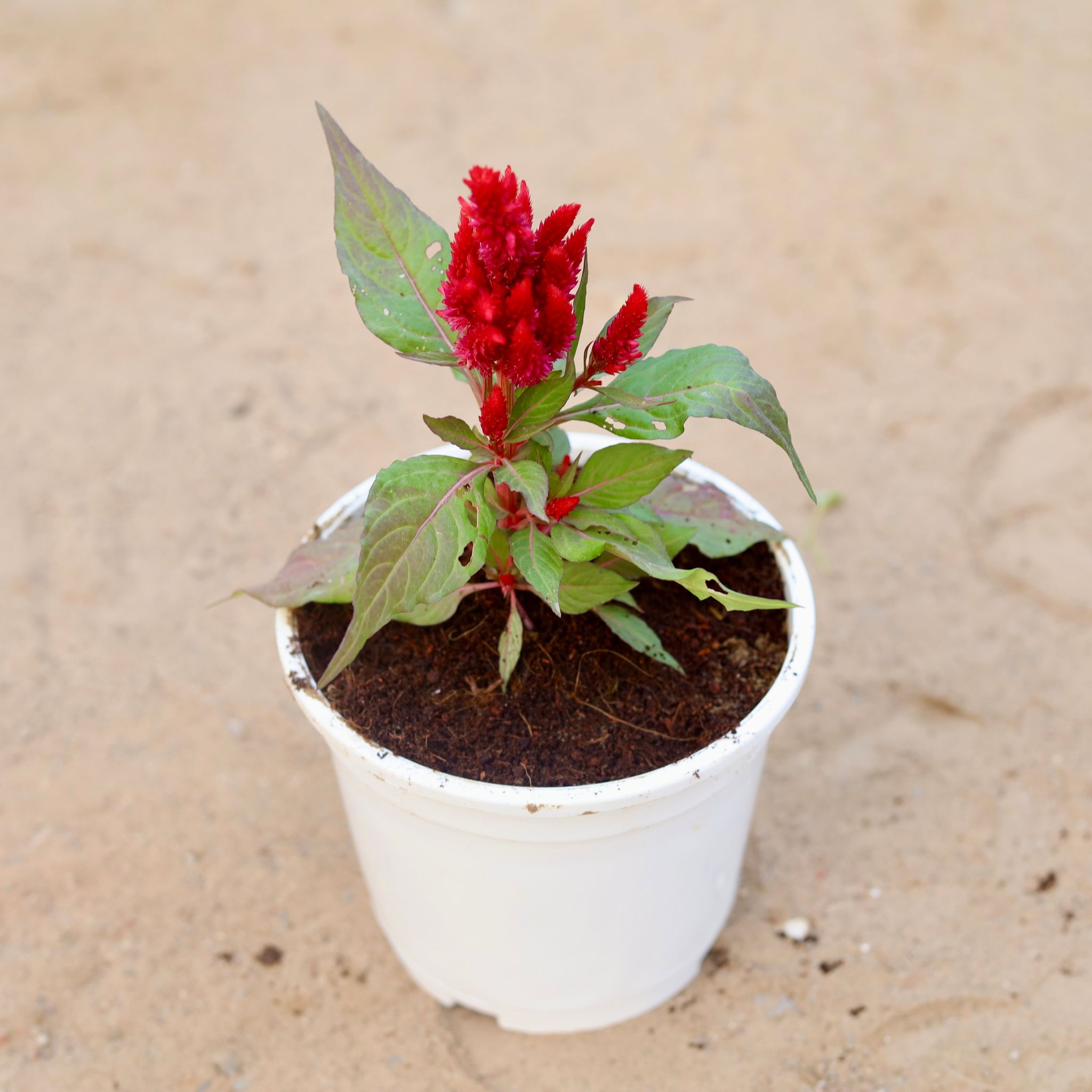 Celosia (any colour) in 6 Inch White Nursery Pot
