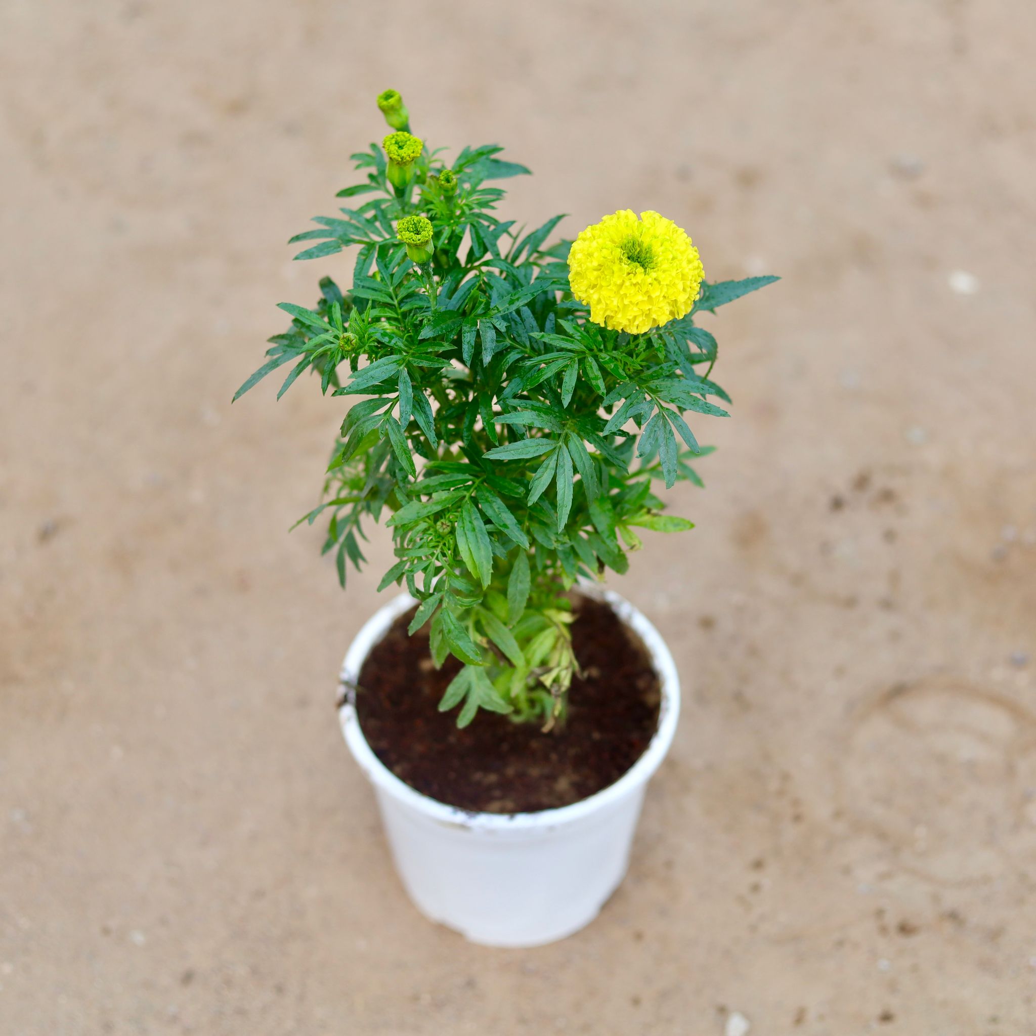Marigold / Genda Yellow in 6 Inch White Nursery Pot