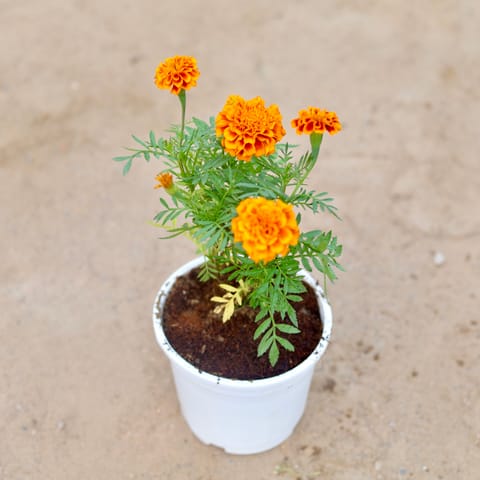 Marigold / Genda (any colour) in 6 Inch White Nursery Pot