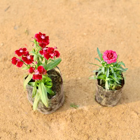 Set of 2 - Dianthus & Carnation (any colour) in 4 Inch Nursery Bag