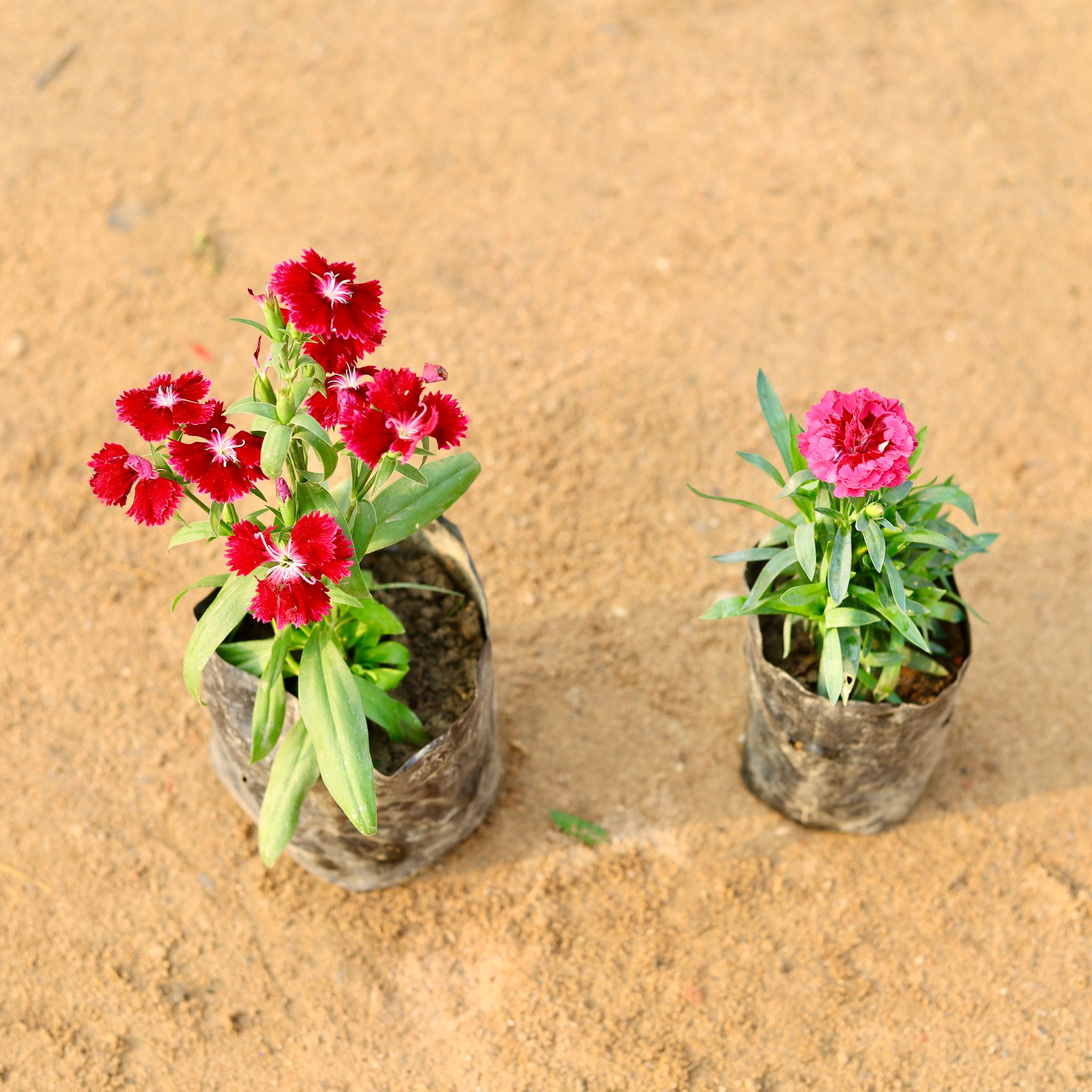 Set of 2 - Dianthus & Carnation (any colour) in 4 Inch Nursery Bag