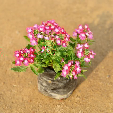 Verbena (any colour) in 4 Inch Nursery Bag
