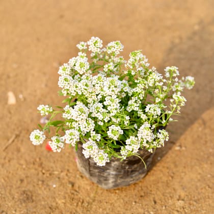 Buy Alyssum White in 4 Inch Nursery Bag Online | Urvann.com