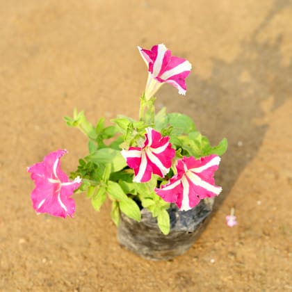 Buy Petunia (any colour) in 4 Inch Nursery Bag Online | Urvann.com