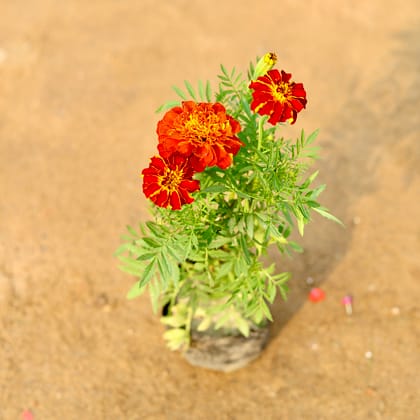 Buy Marigold French Red in 4 Inch Nursery Bag Online | Urvann.com