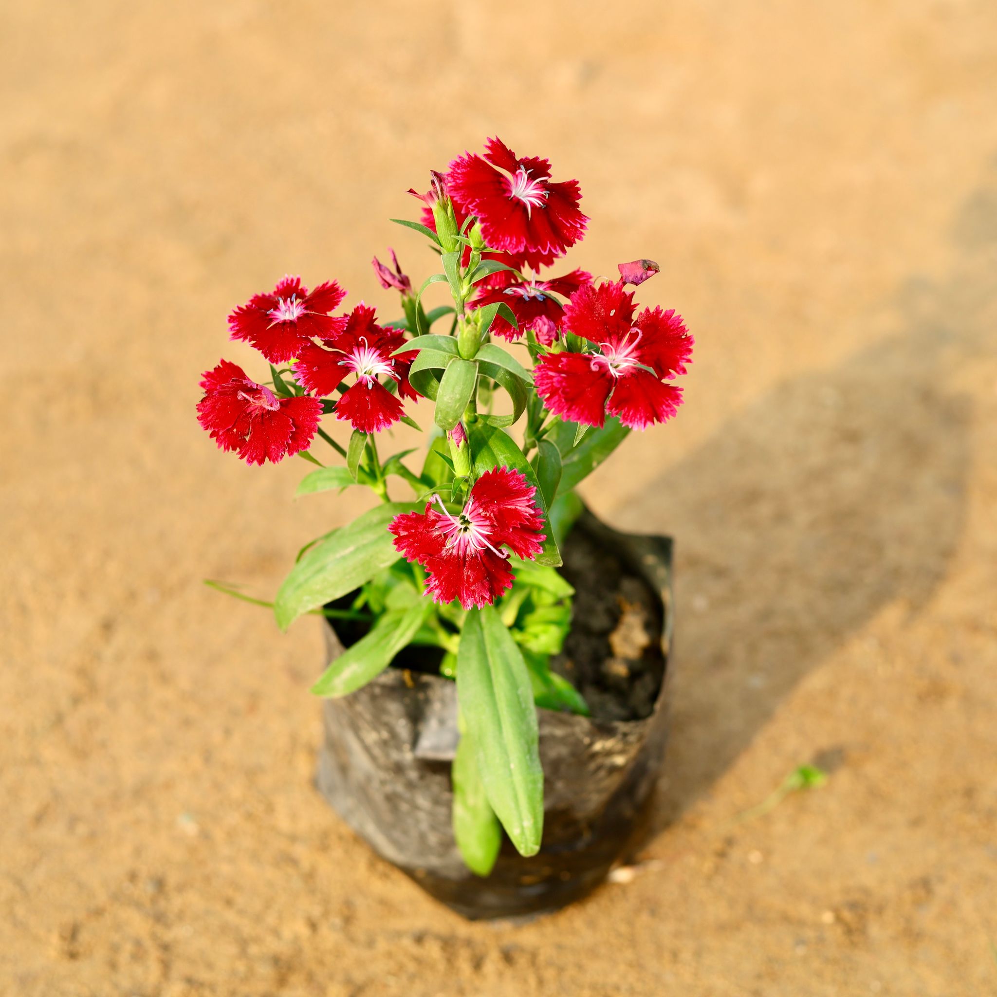 Dianthus (any colour) in 4 Inch Nursery Bag