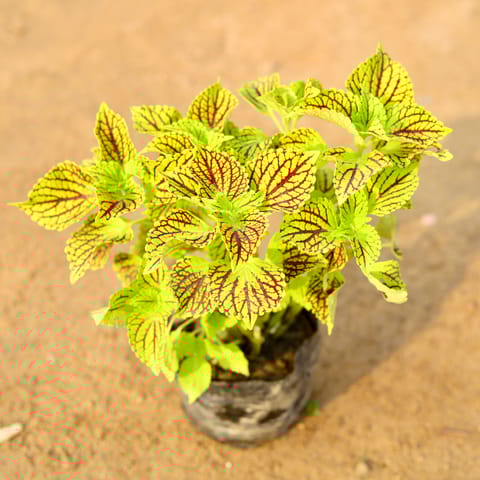 Coleus yellow / Light Green in 4 Inch Nursery Bag