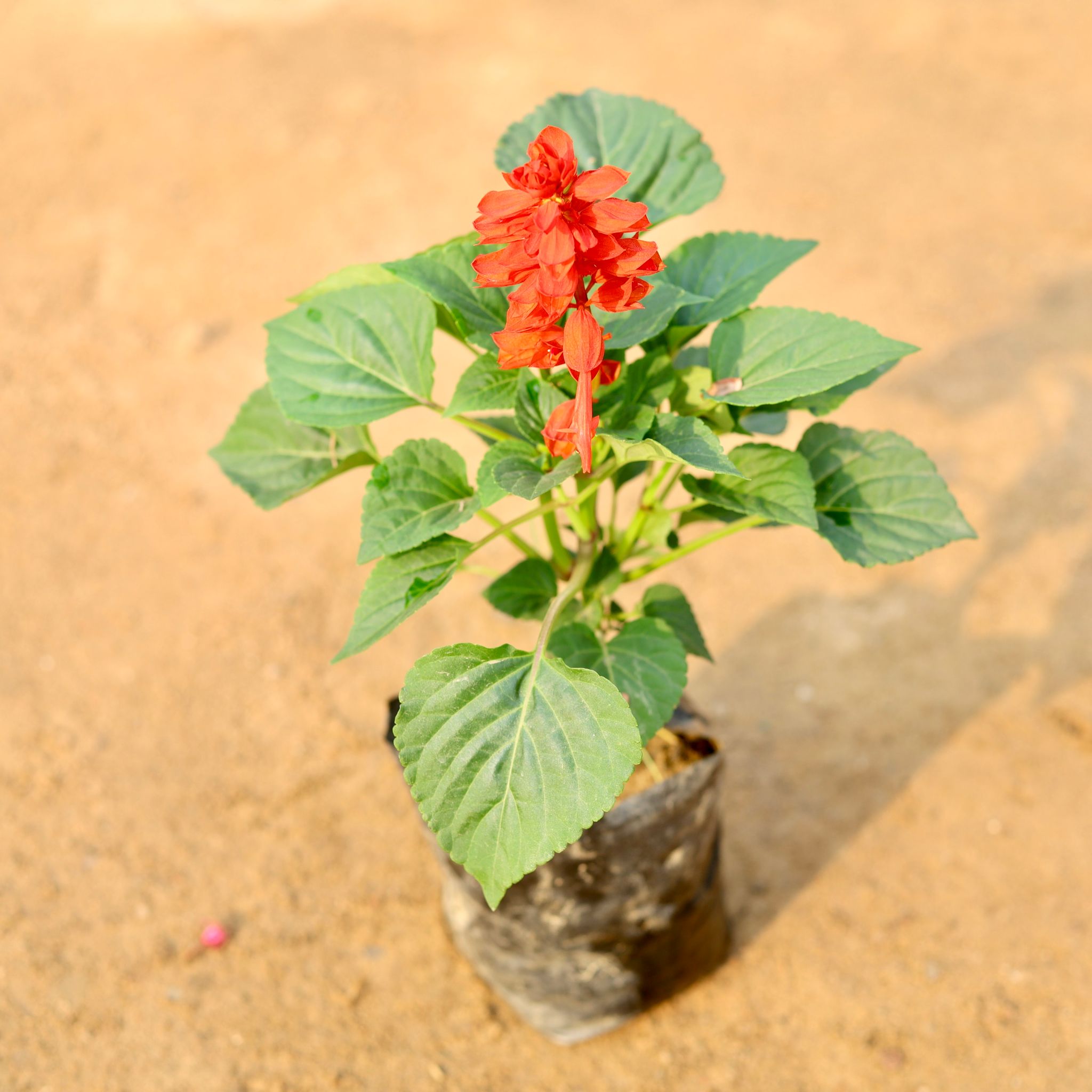 Salvia (any colour) in 4 Inch Nursery Bag