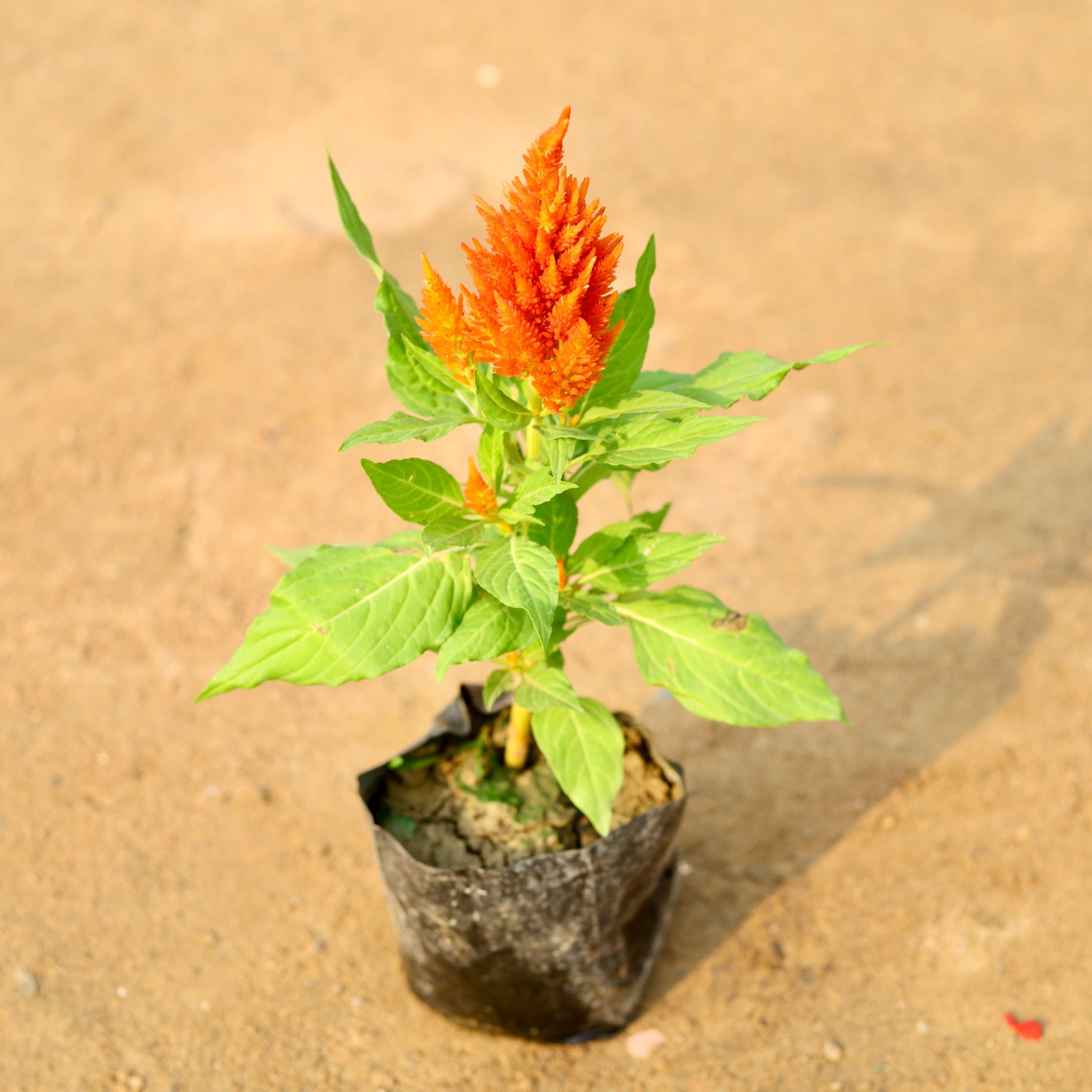 Celosia / Cockscomb (any colour) in 4 Inch Nursery Bag
