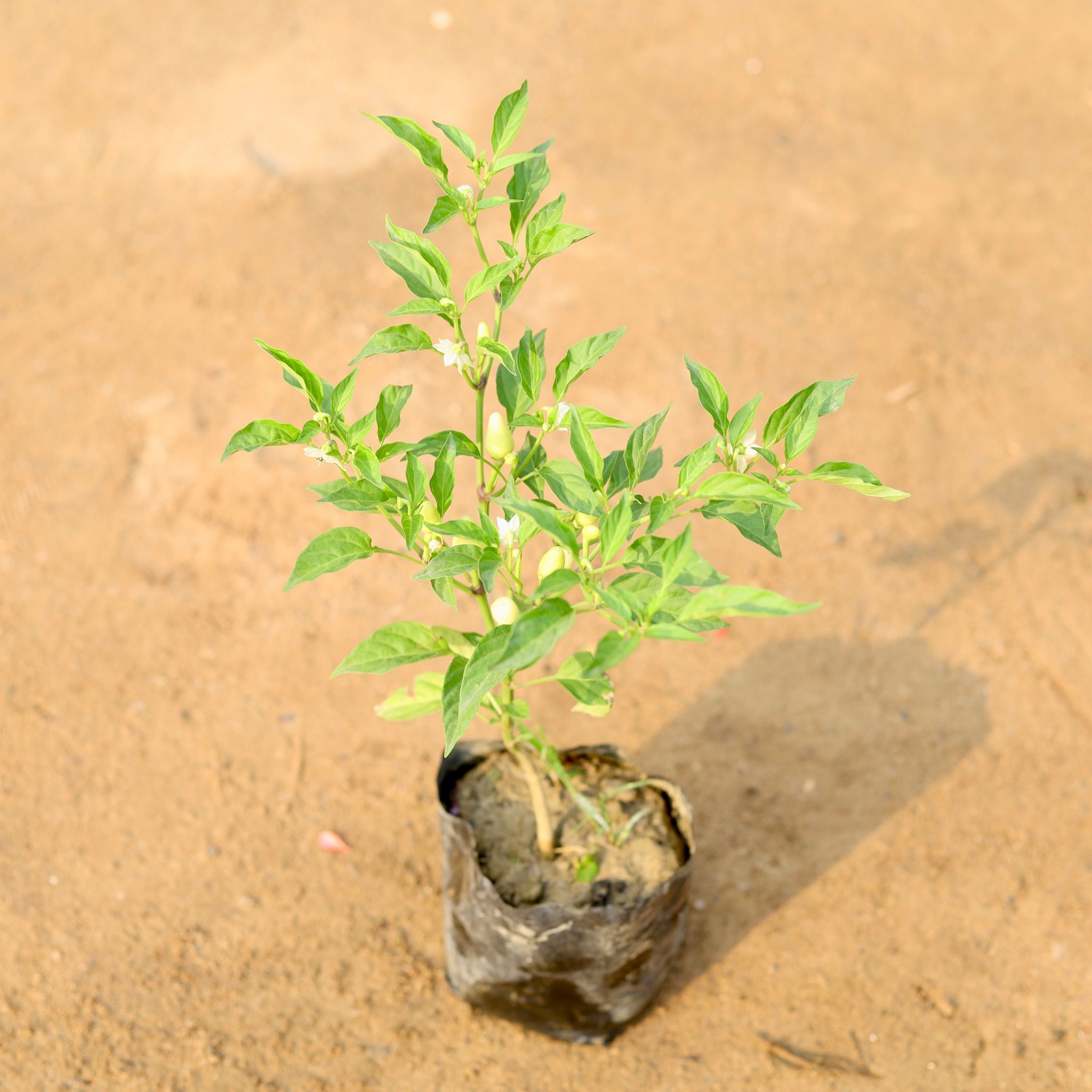 Chilli / Mirchi White in 4 Inch Nursery Bag