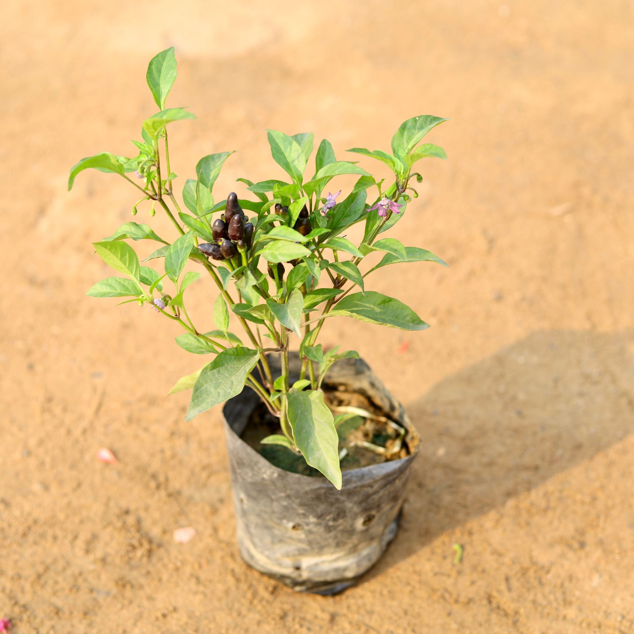 Chilli / Mirchi Black in 4 Inch Nursery Bag