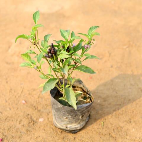 Chilli / Mirchi Black in 4 Inch Nursery Bag
