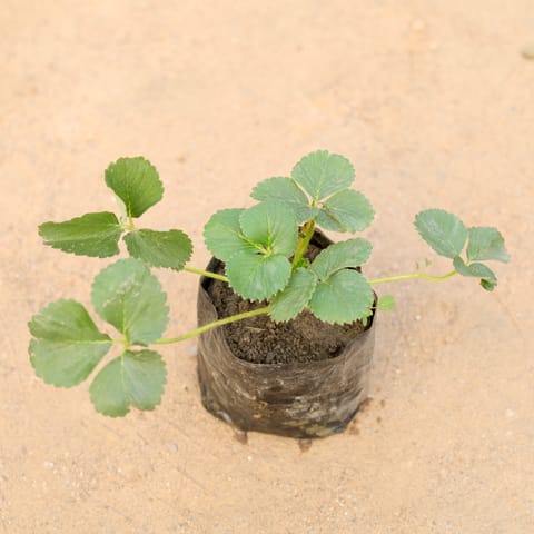 Strawberry in 4 Inch Nursery Bag