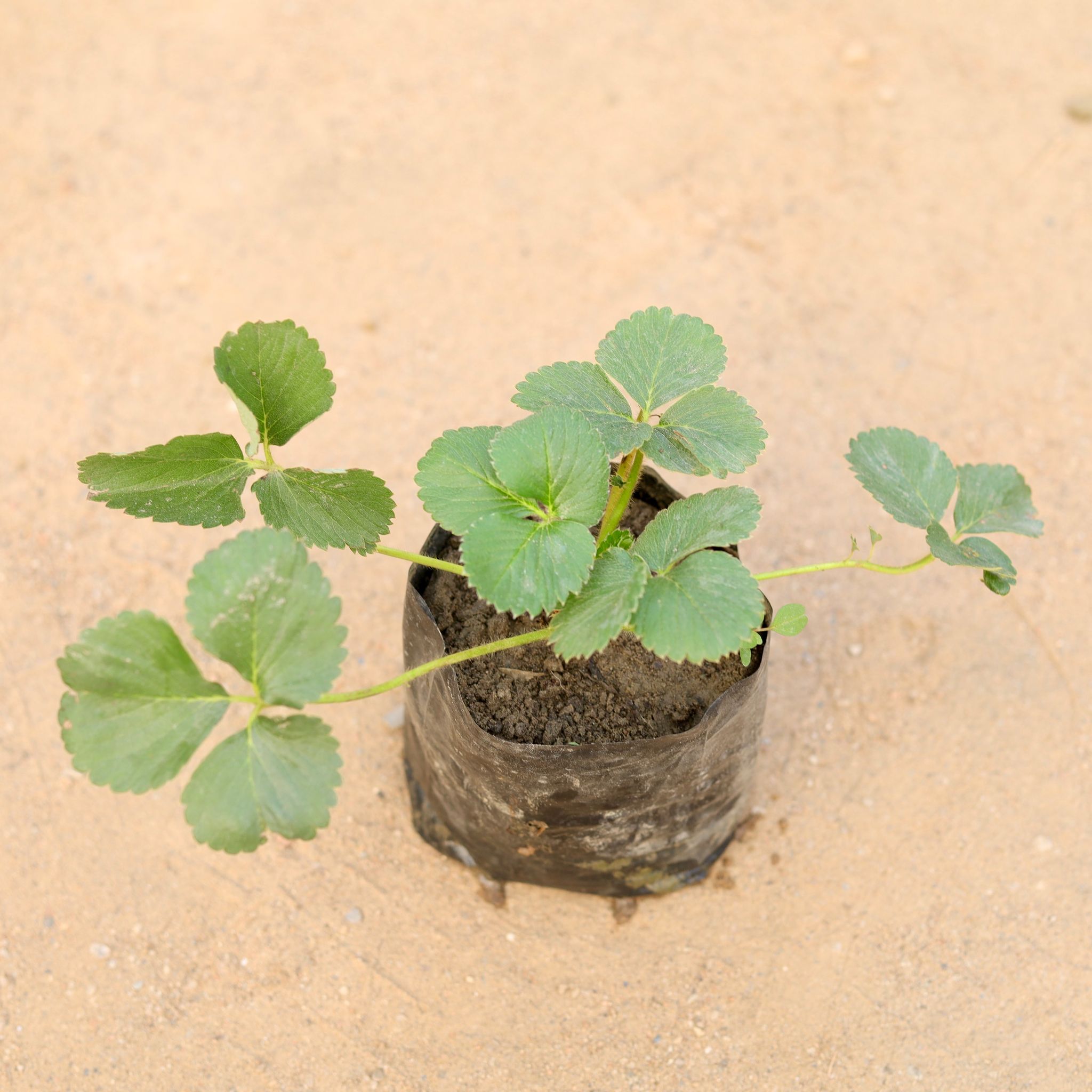 Strawberry in 4 Inch Nursery Bag