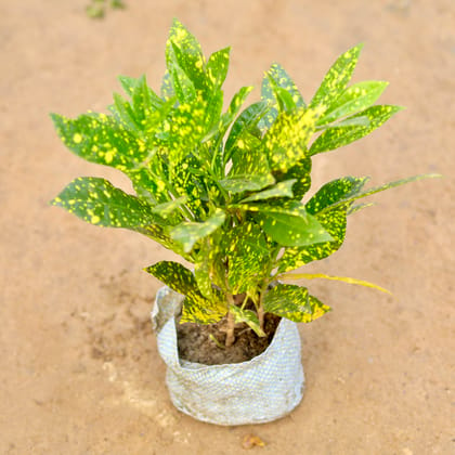 Buy Baby Croton in 5 Inch Nursery Bag Online | Urvann.com