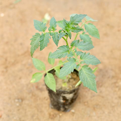 Tomato Plant in 6 Inch Nursery Pot