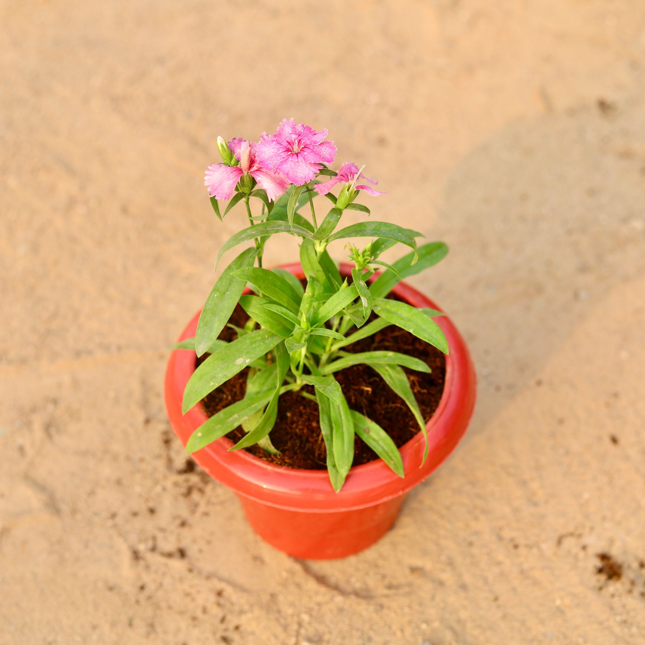 Dog Flower (any colour) in 6 Inch Classy Red Plastic Pot