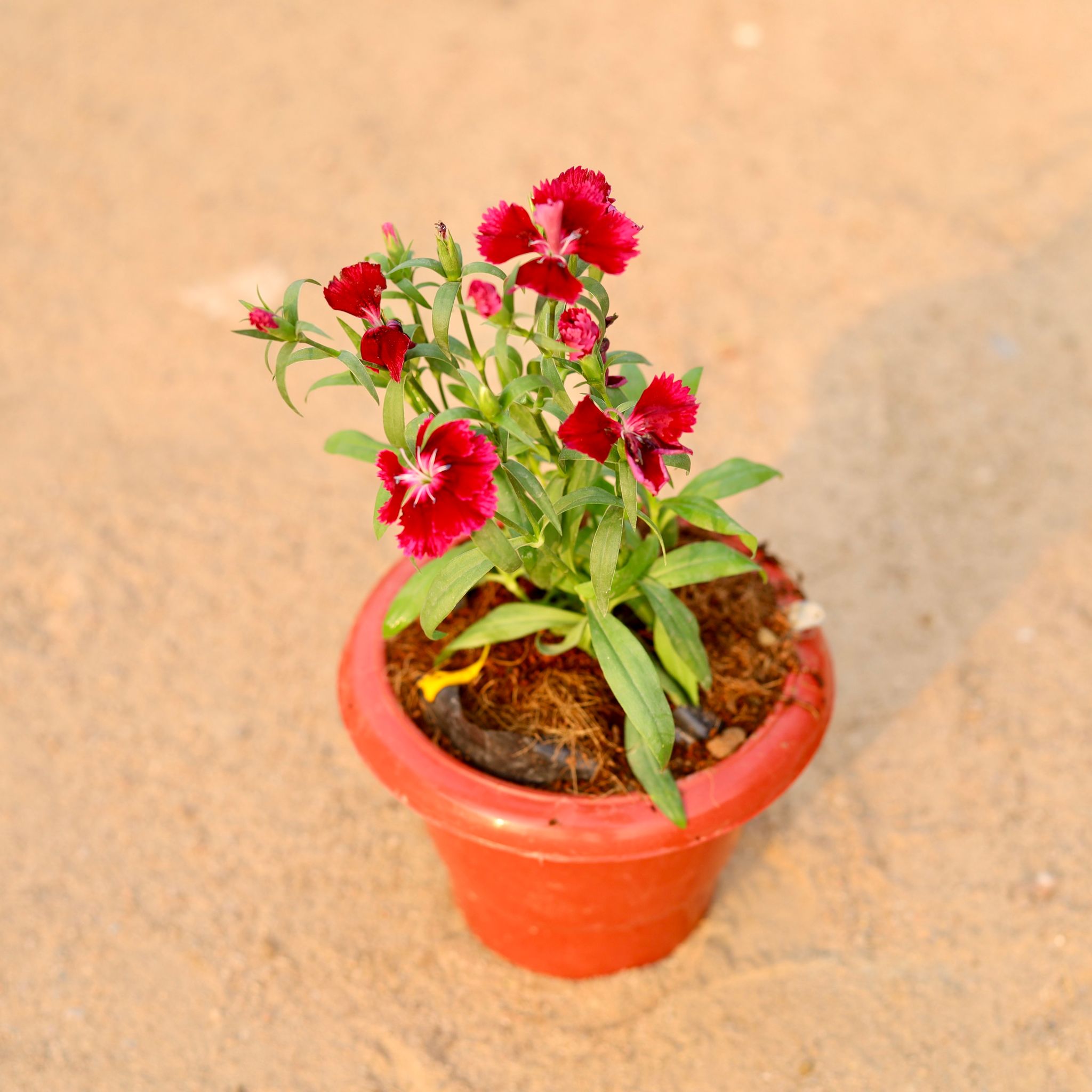 Dianthus (any colour) in 6 Inch Classy Red Plastic Pot