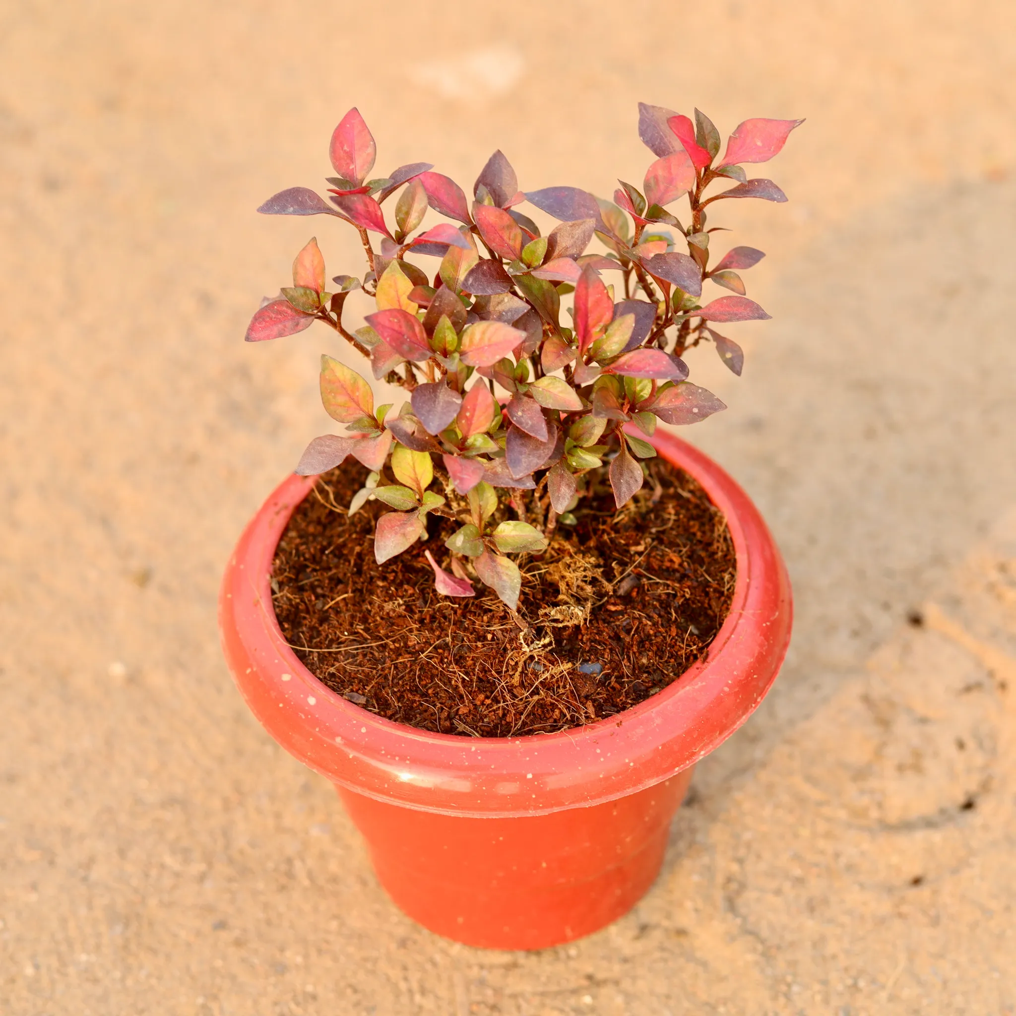 Alternanthera Red Hybrid in 6 Inch Classy Red Plastic Pot