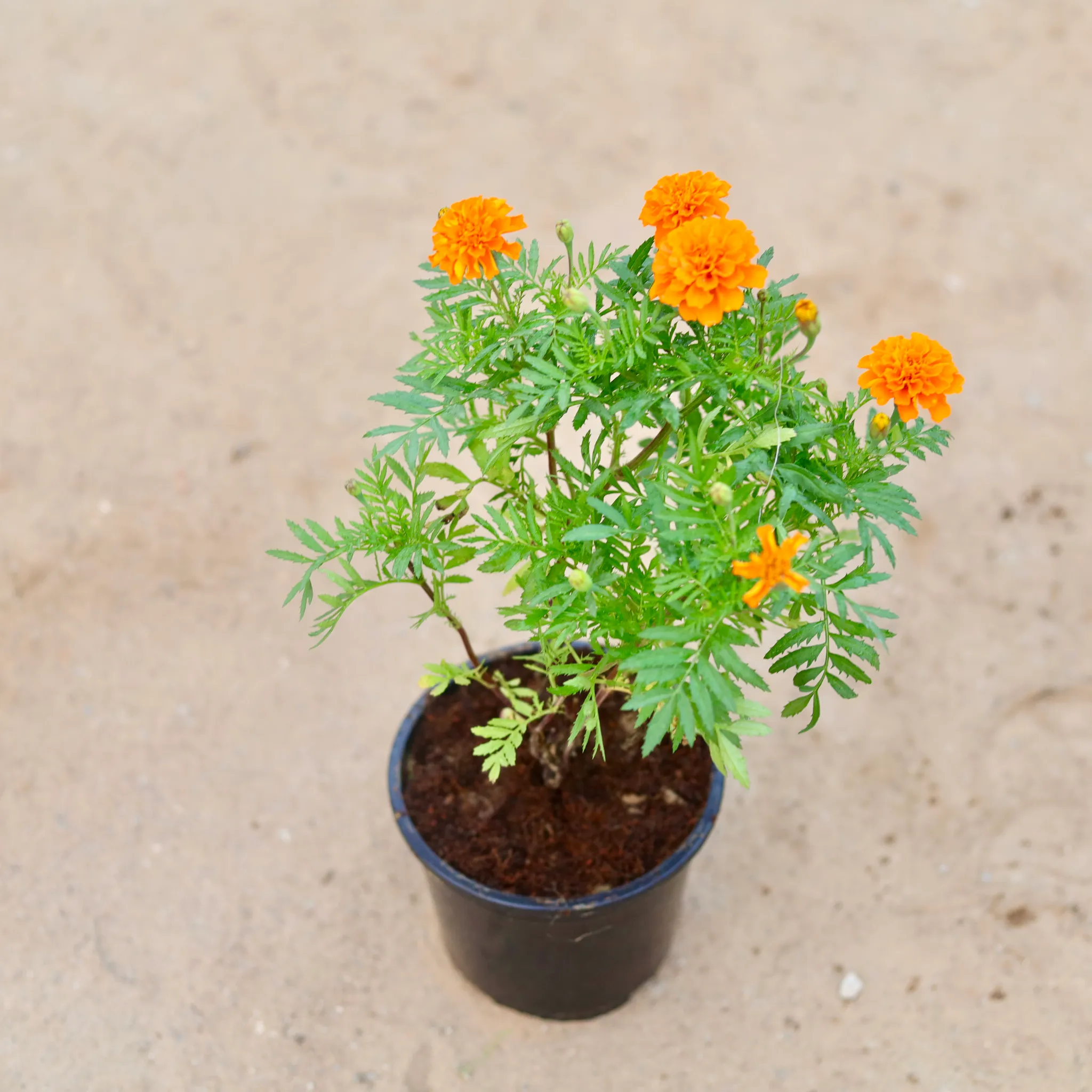 Marigold / Genda any colour in 6 Inch Nursery Pot