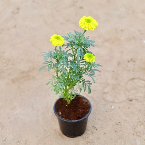 Marigold / Genda Yellow in 6 Inch Nursery Pot