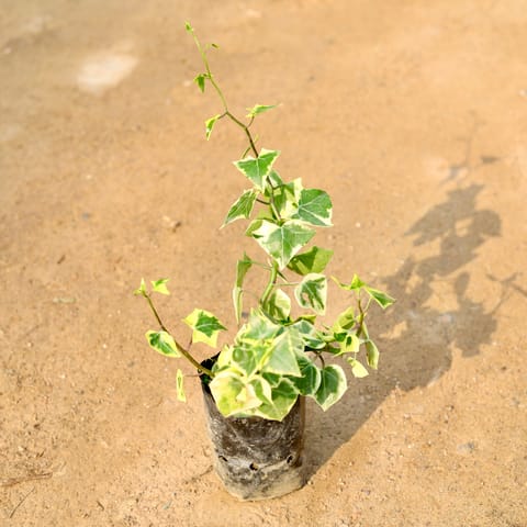 English Ivy Succulent in 4 Inch Nursery Bag