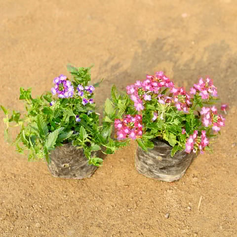 Set of 2 - Verbena (any colour) in 4 Inch Nursery Bag