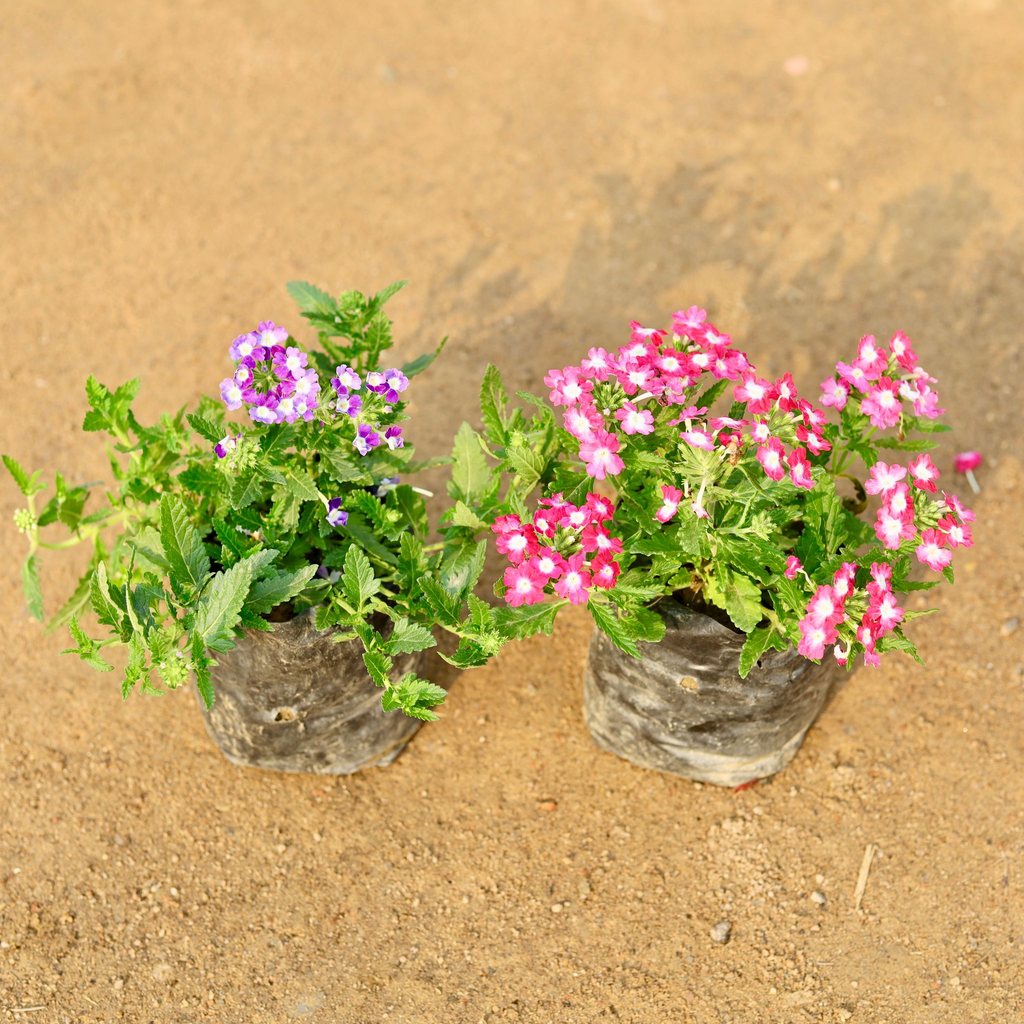 Set of 2 - Verbena (any colour) in 4 Inch Nursery Bag