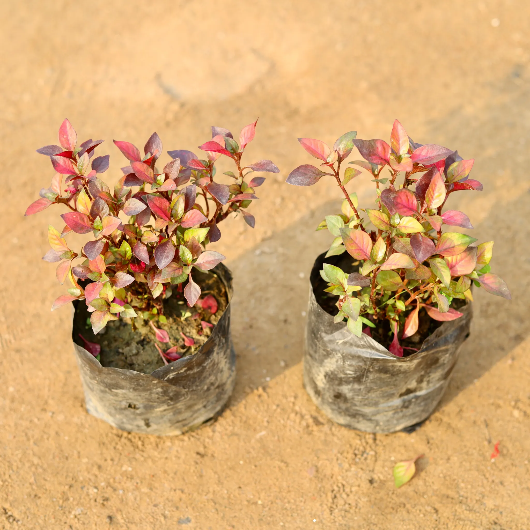 Set of 2 - Alternanthera English Red in 4 Inch Nursery Bag