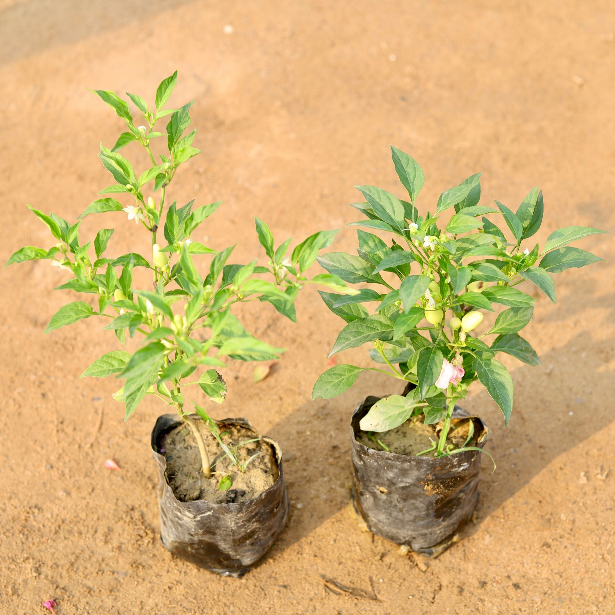 Set of 2 - Chilli / Mirchi White in 4 Inch Nursery Bag