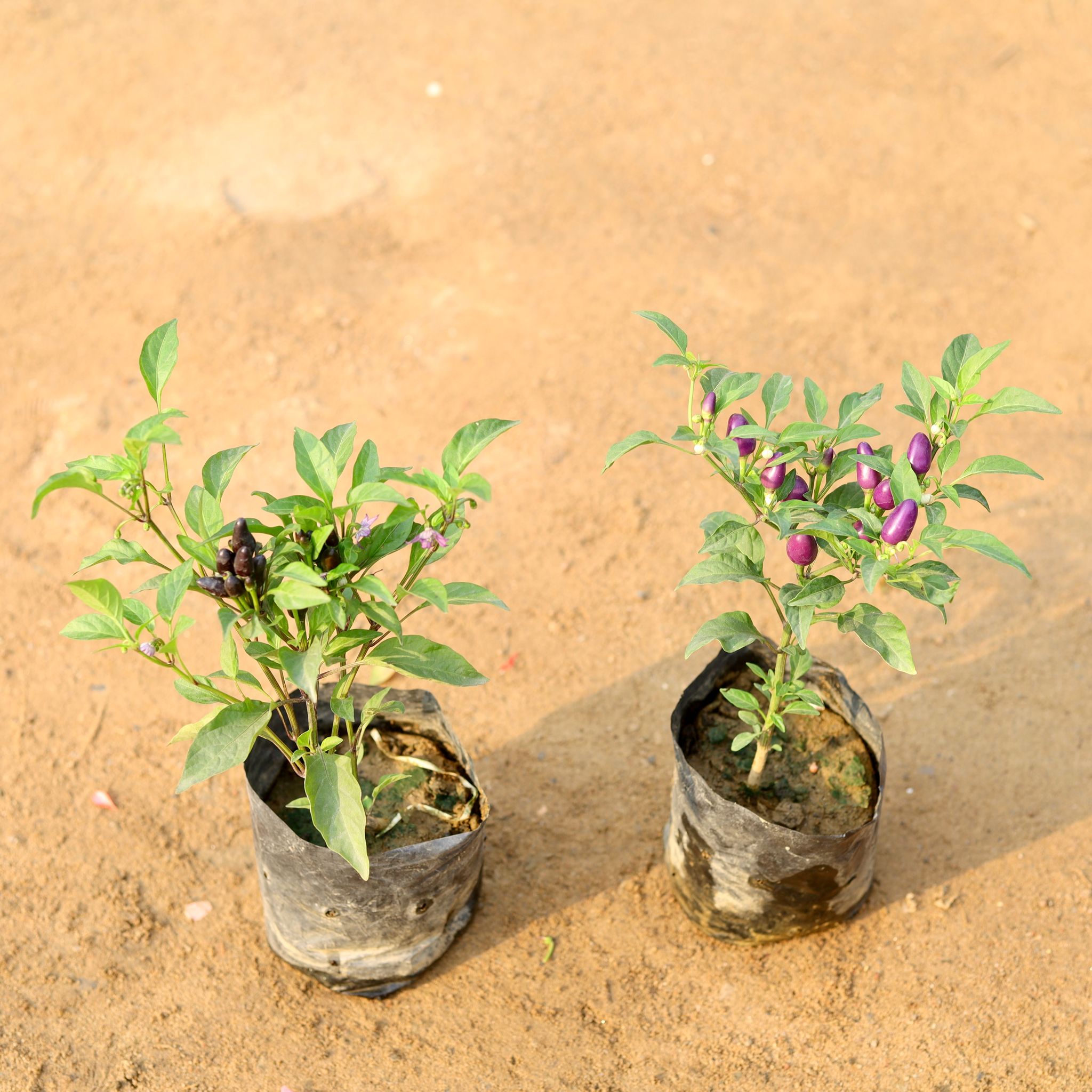 Set of 2 - Chilli / Mirchi Black in 4 Inch Nursery Bag