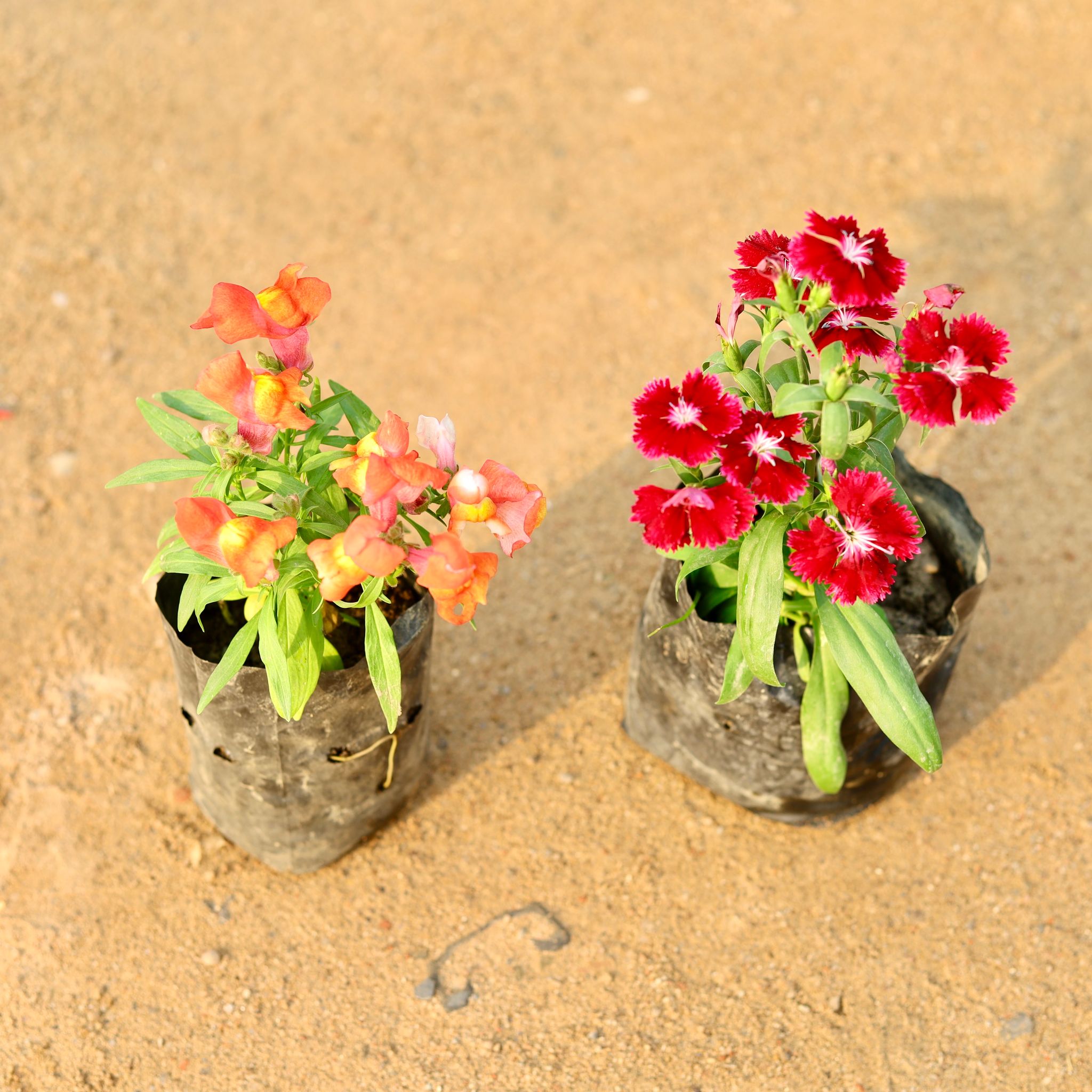 Set of 2 - Dog Flower & Dianthus (any colour) in 4 Inch Nursery Bag