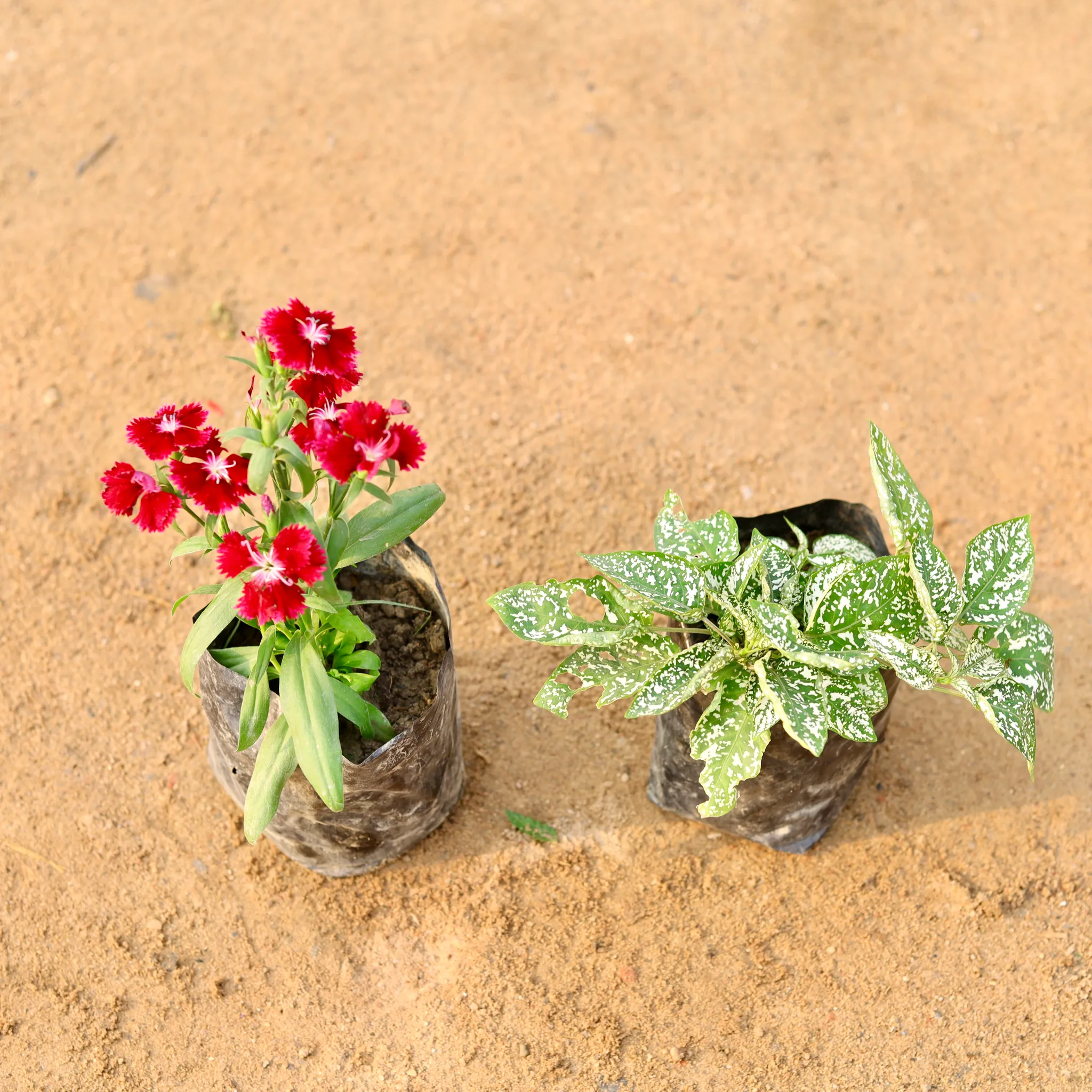 Set of 2 - Dianthus & Polka Dot / Hypoestes (any colour) in 4 Inch Nursery Bag