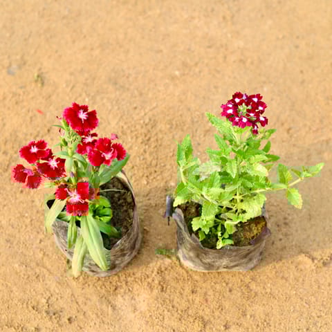 Set of 2 - Dianthus & Verbena (any colour) in 4 Inch Nursery Bag