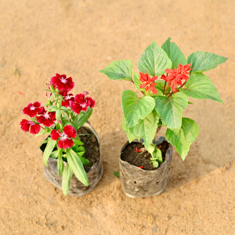 Set of 2 - Dianthus & Salvia (any colour) in 4 Inch Nursery Bag
