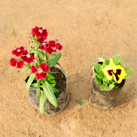 Set of 2 - Dianthus & Pansy (any colour) in 4 Inch Nursery Bag